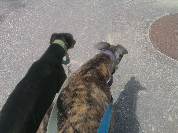 Two of my regulars :) Olias and Willow