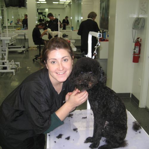 At grooming school, my first poodle!