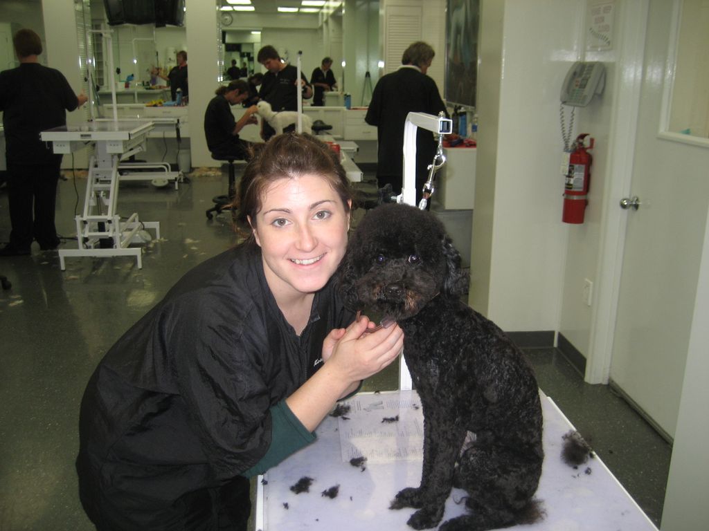 At grooming school, my first poodle!