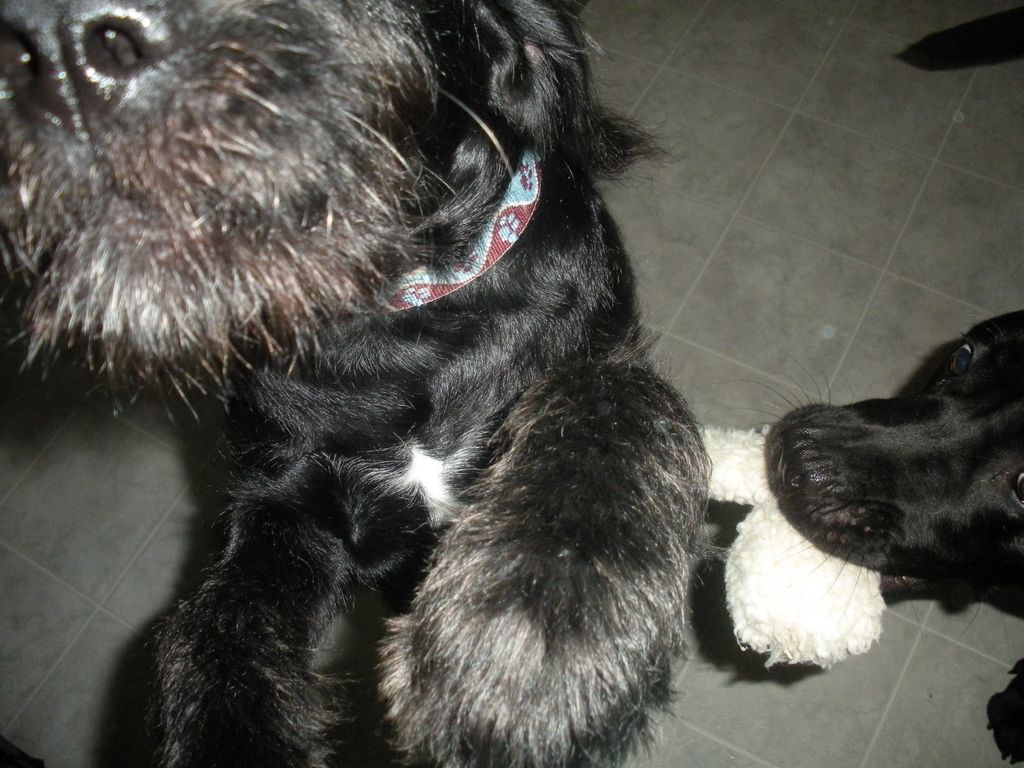 Playing pups! Brady and Khole