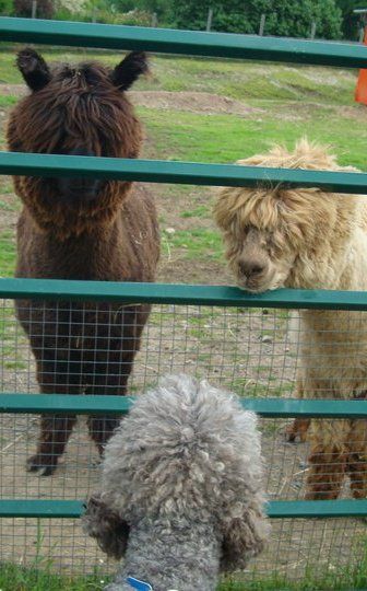 Lucca with Alpaca
