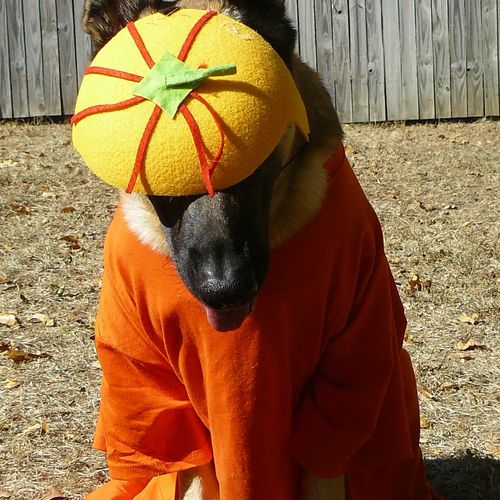 Ava as a pumpkin for Halloween