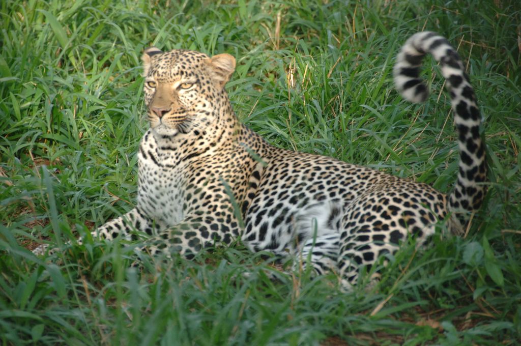 Kenya Safari