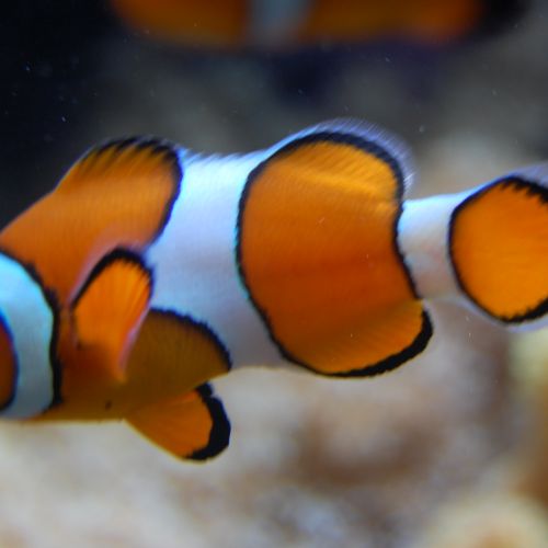Clown fish in large aquarium