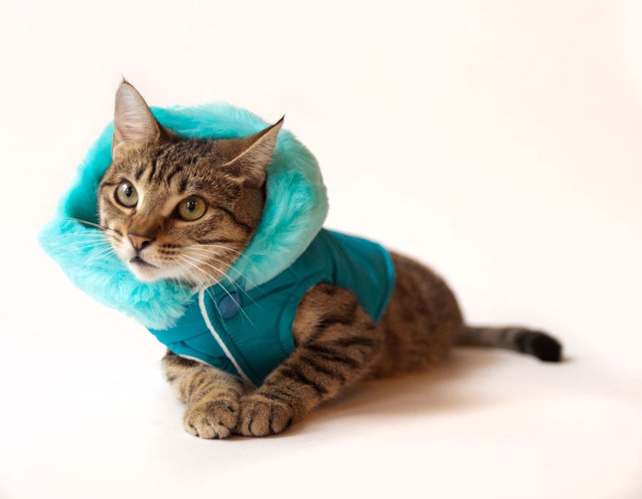 NYC Pet Photos