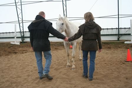"couples therapy" with horses, these 4 legged frie