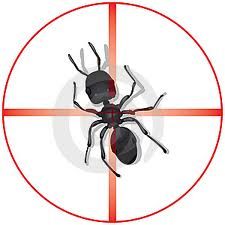 Hilbun Pest Control - Bed Bug Removal
