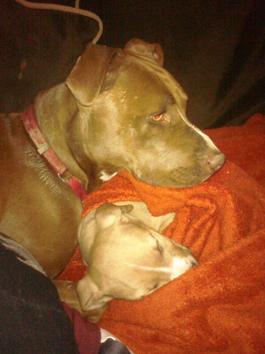 my puppy