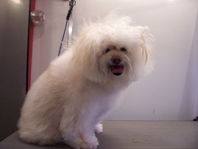 Trisket after Bath