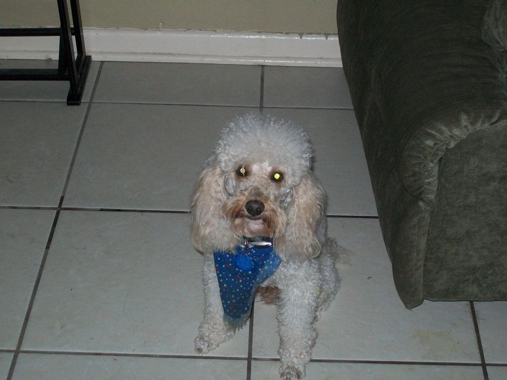 Good Dog Sammy