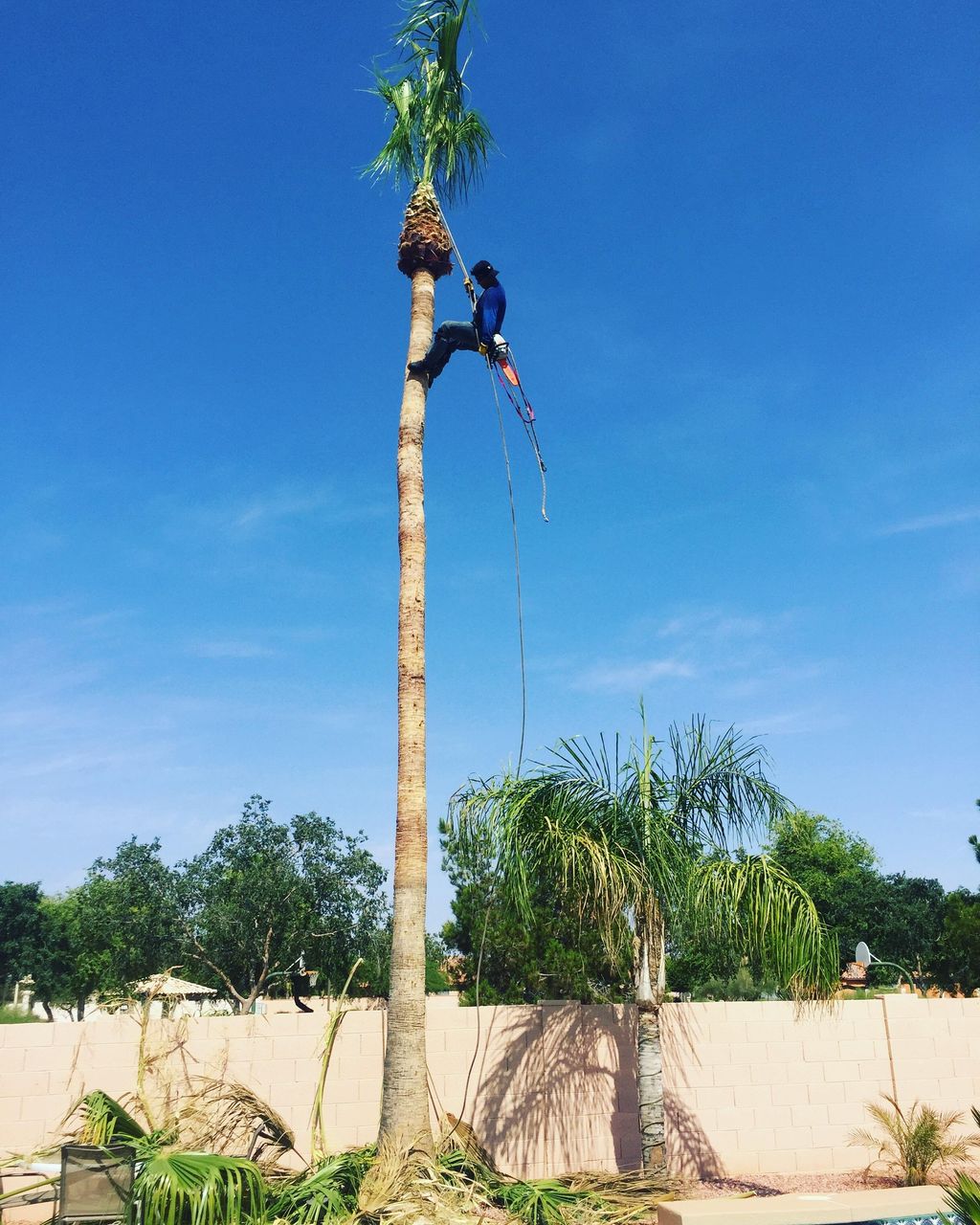 Palm Tree Trimming & Skinning