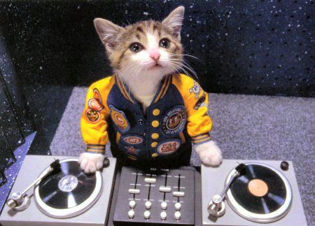 That's one cool DJ cat!