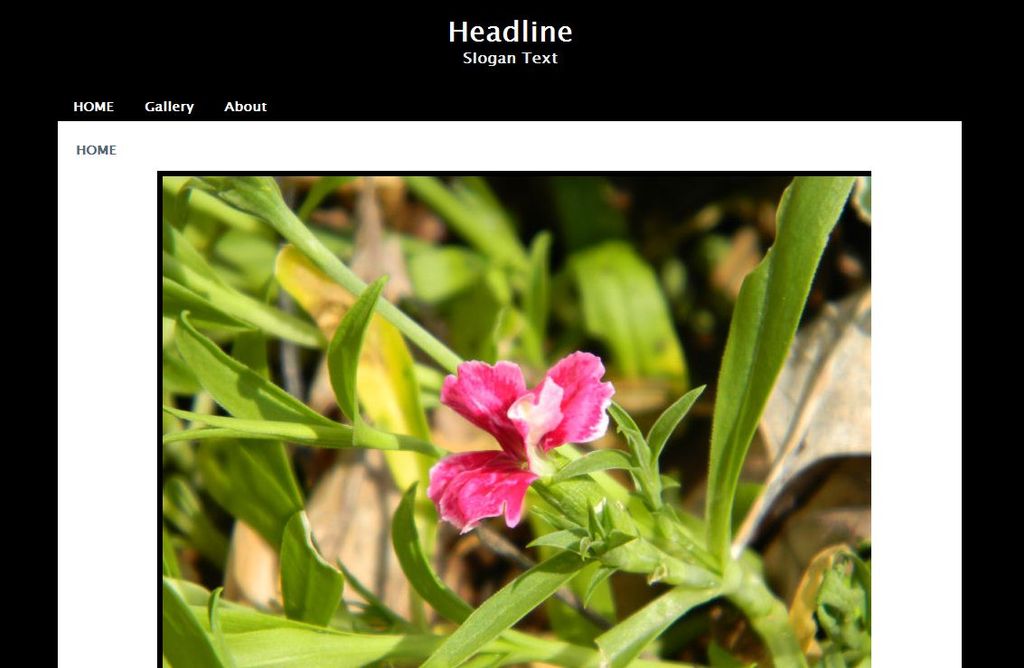 Website Template