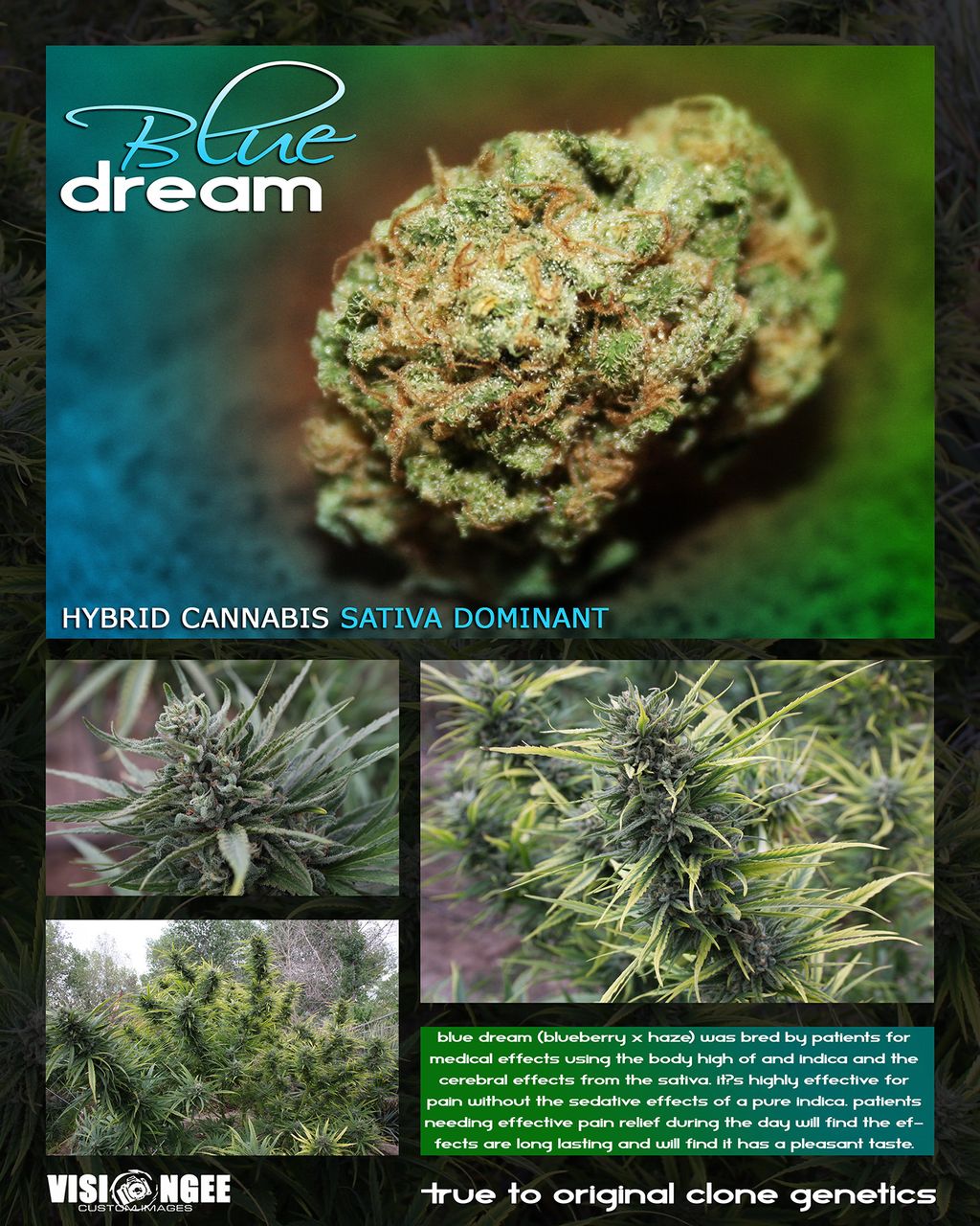 Medical Cannabis