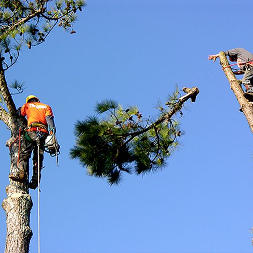 Quality Tree Service - Stump Grinding