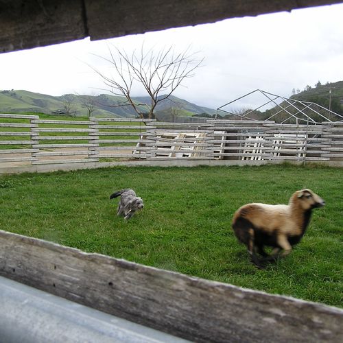 Flash, Pyrenean Shepherd, learns about sheep herdi