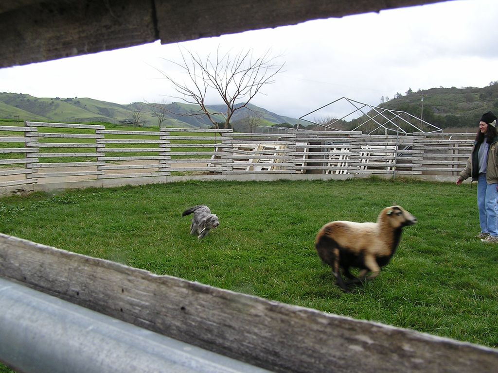 Flash, Pyrenean Shepherd, learns about sheep herdi