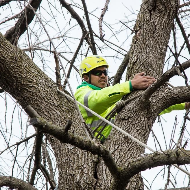 Precise Tree Care, Inc.