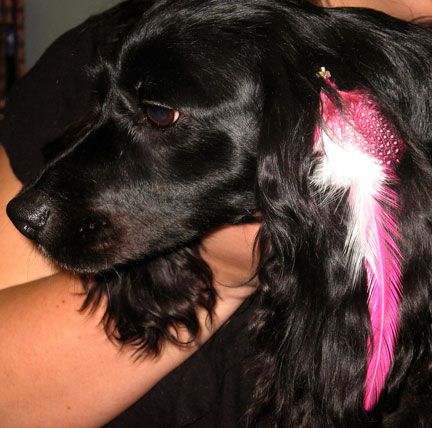 Belle rockin a pink feather