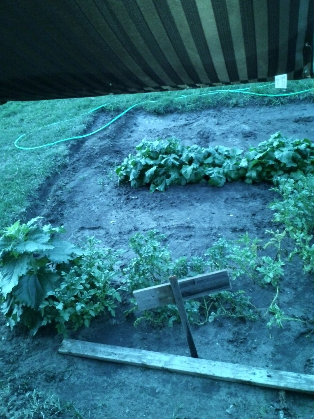 Red potato, Mustard greens and Turnip greens. Nice
