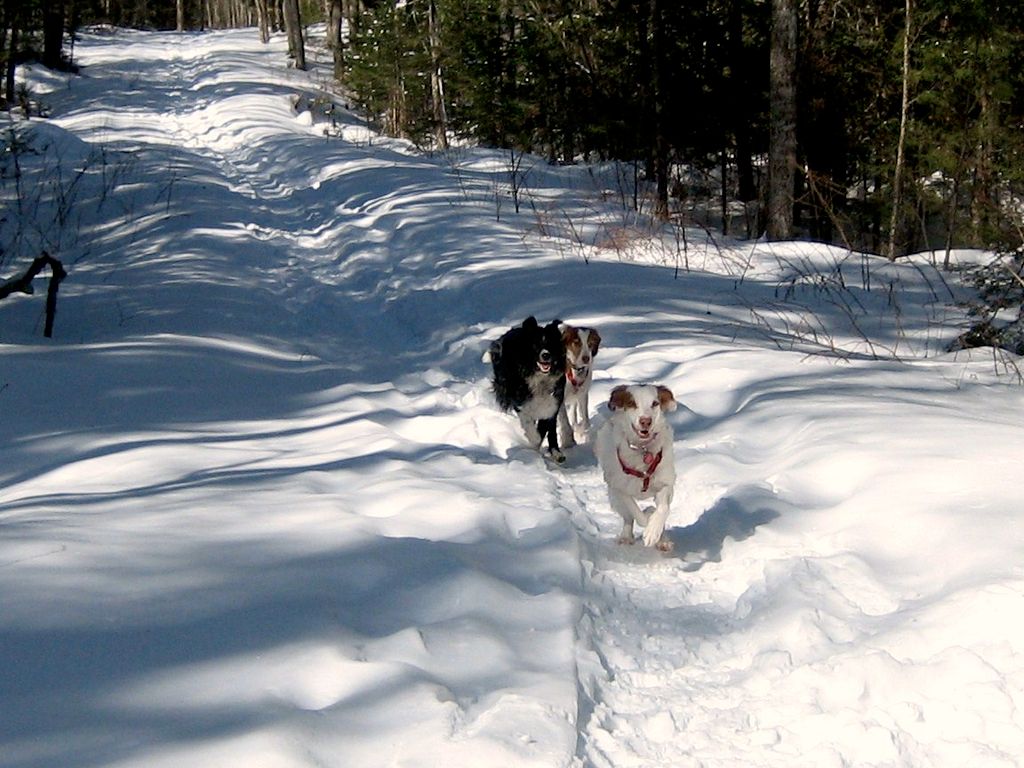 White Mountain Dog Walker & Pet Sitter