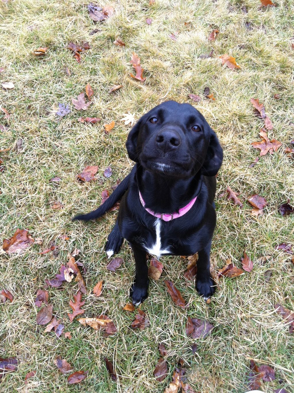 Daily Dog Walks