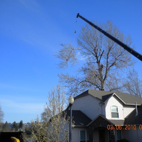 Removing a big cottonwood tree with a crane.