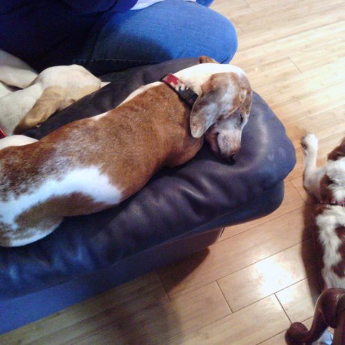 BELLEAU, our beautiful Doxie guest, napping with a