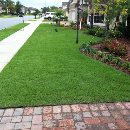 Empire Zoysia Lawn we installed and maintain.