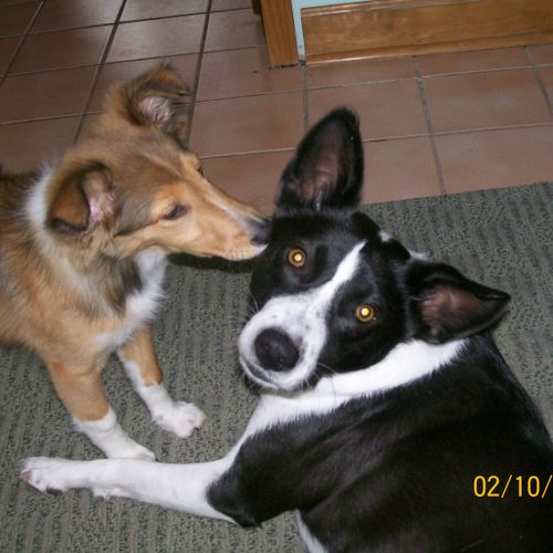 Morgan (L) when he was a puppy and Job (his friend