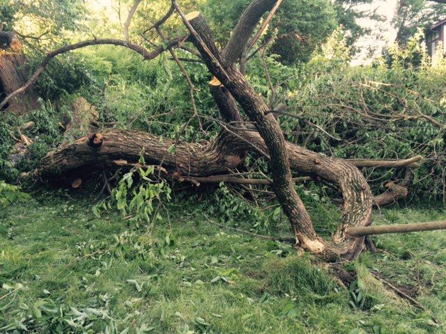 Large Osage removal grown on retaining wall turned