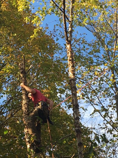Dead Birch overhanging a home and garden turned. L