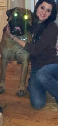 "Tango" The slobbery Massive Mastiff!