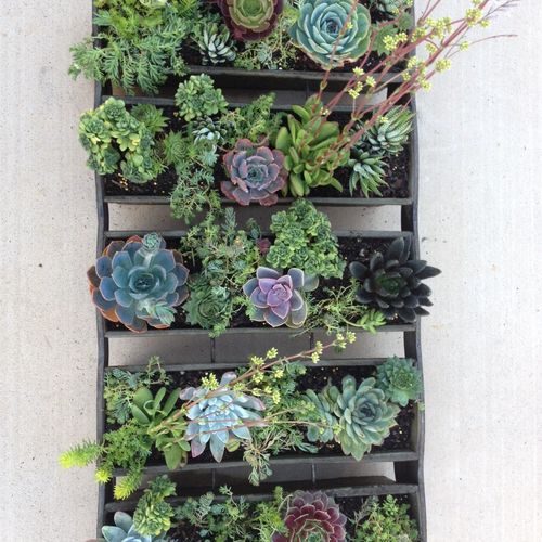 Antique bread pan planted with succulents.