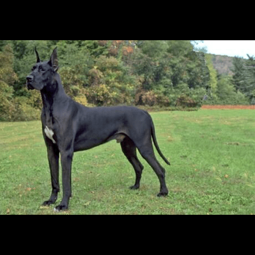 This is a Great Dane that I wish to have in the ne