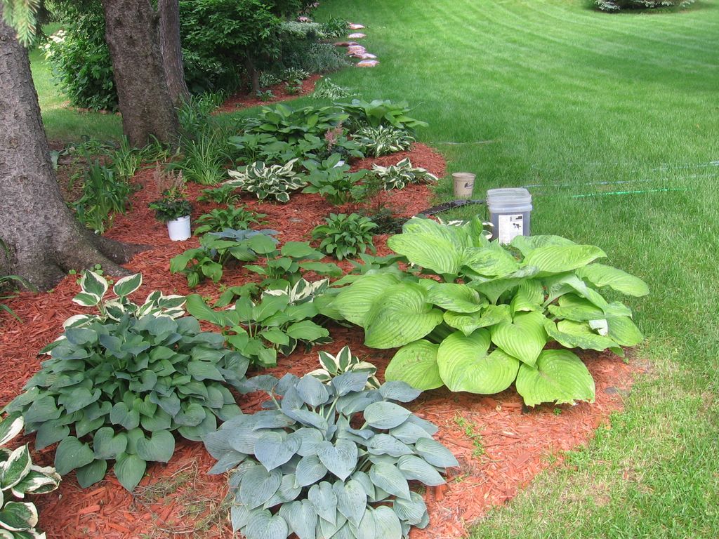 Installation of a large hosta garden