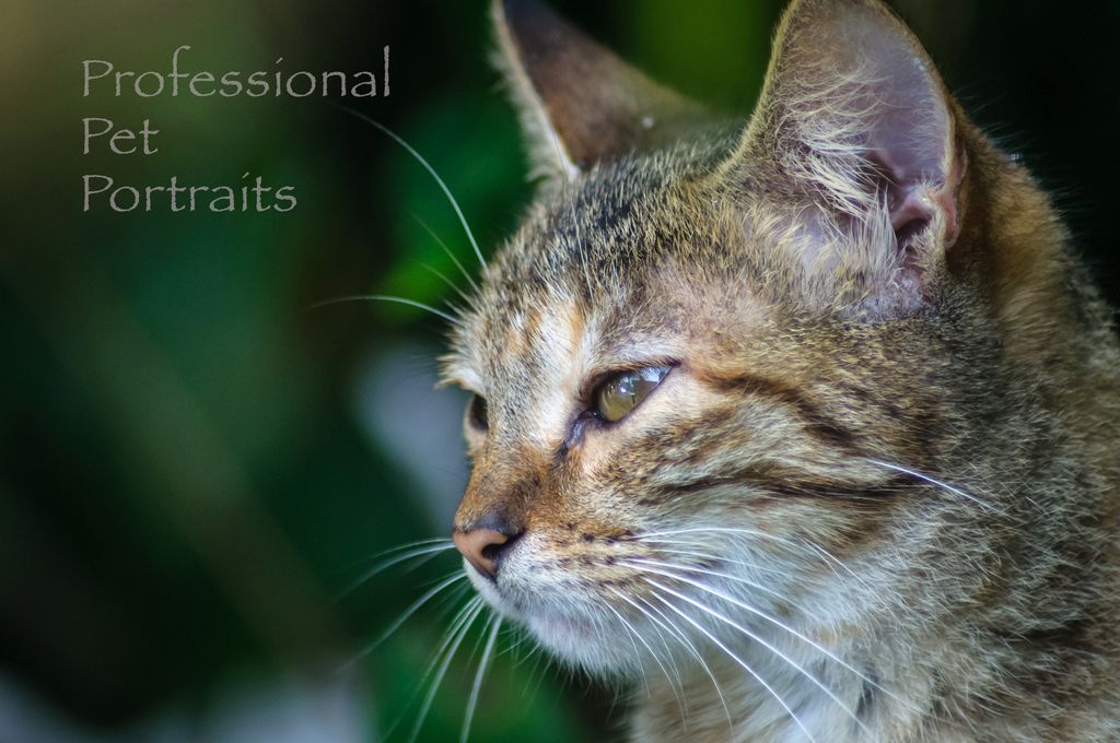 Professional Pet Portraits