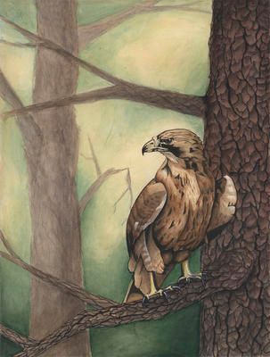 Red Tailed Hawk, Acrylic.