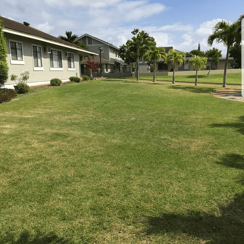 basic yard service including grass cut, weed remov