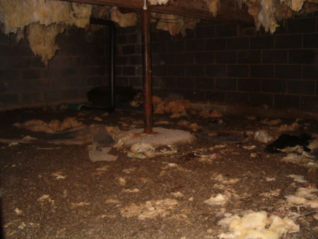 Wet, dark, damp crawlspace.