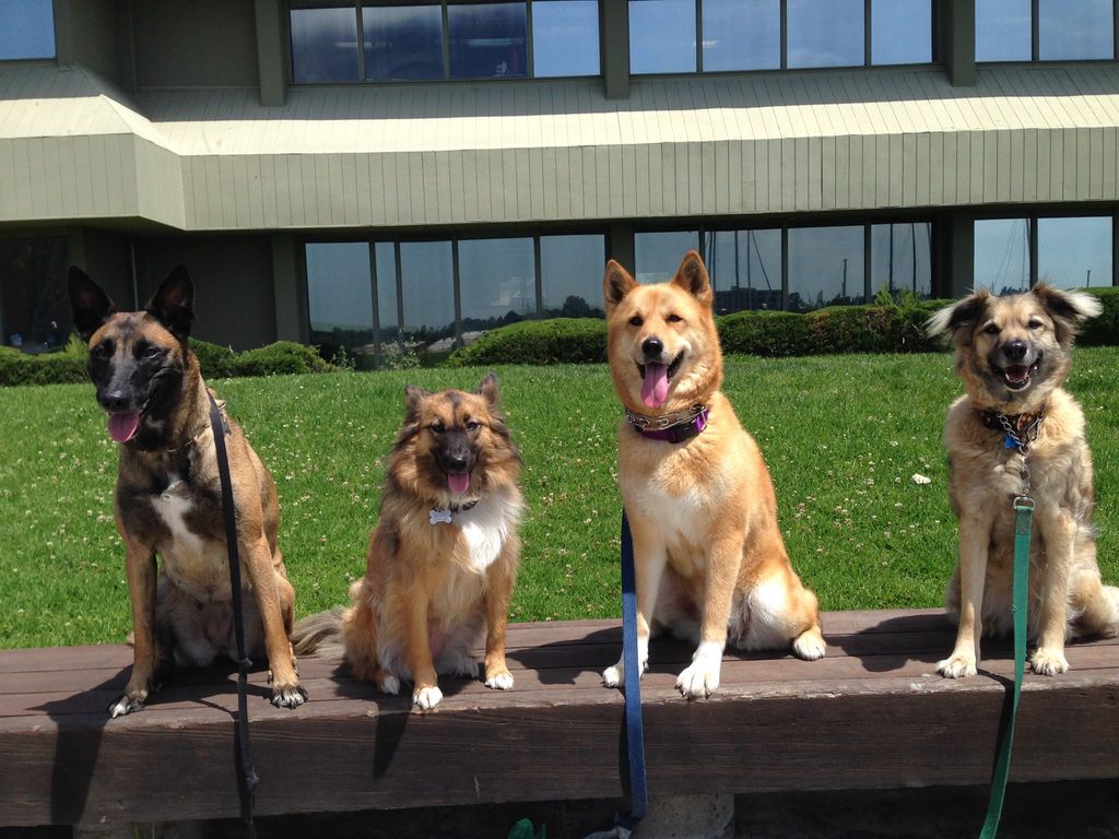 A few of our girls showing off their sit stays.