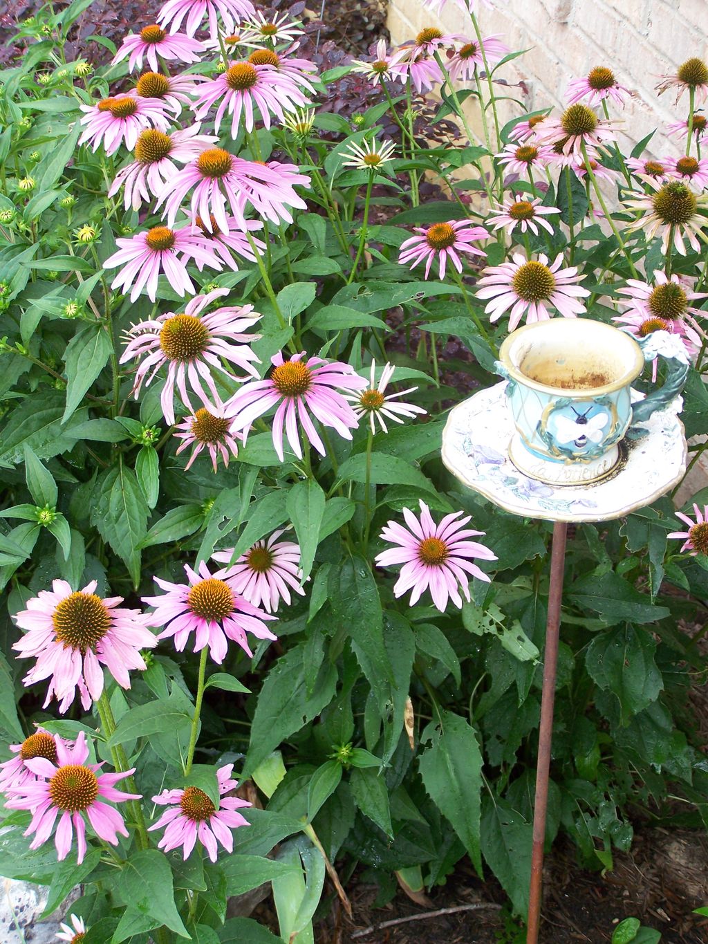 Tea Time in the cone flower garden. We are happy t