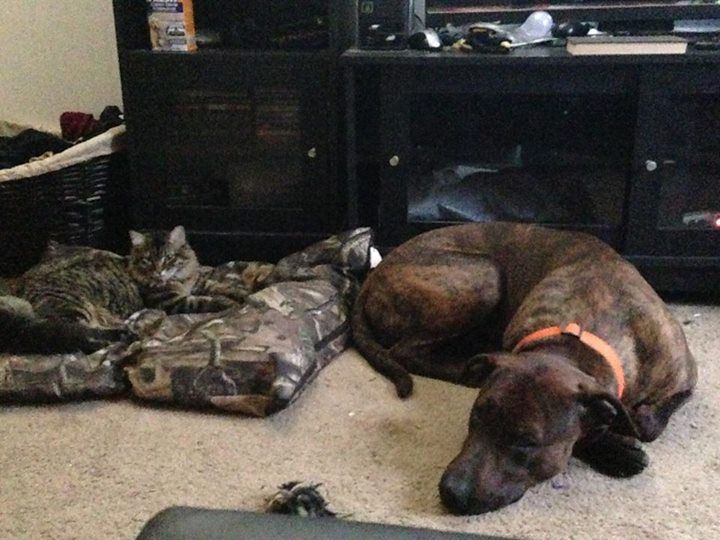 Who says dogs don't love cats? Mine do!