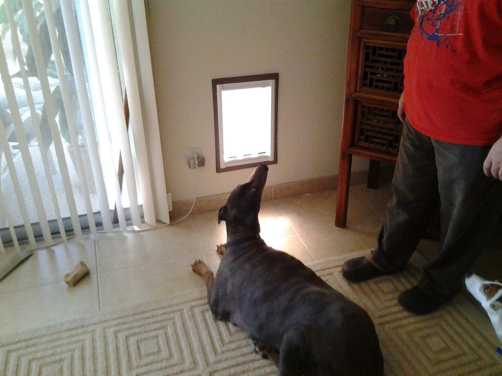 Large Petsafe Pet Door installed for 110lb Lab
