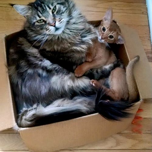 Cats in a box! Brewer & Seth enjoying their favori