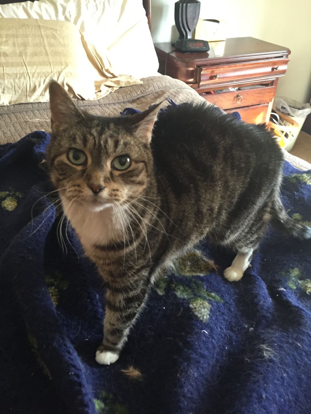 Darling Daisy loves her cat care!
