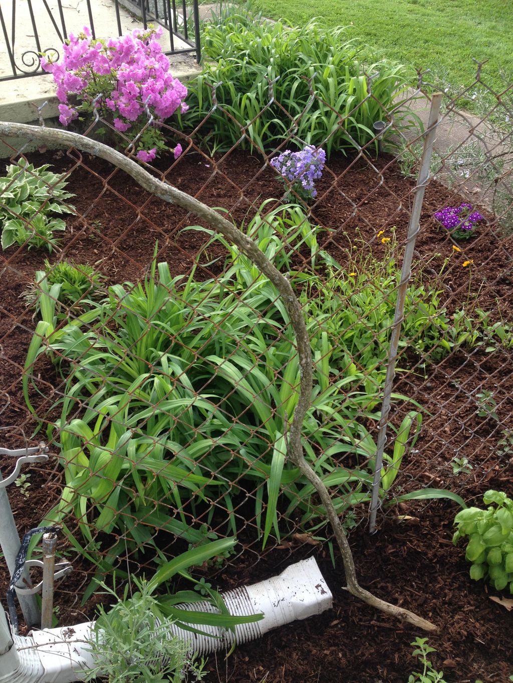 Flower bed planted and mulched.