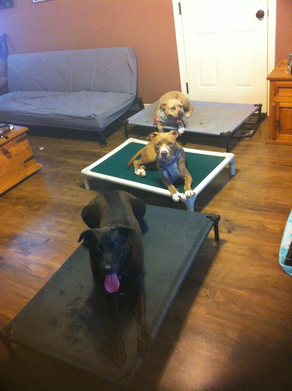 Now your whole pack can be well behaved!