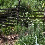 Allium Garden - a small kitchen garden with wild e