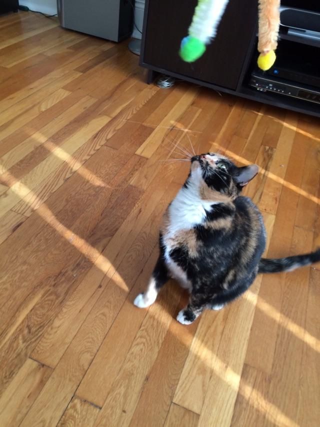 Sri playing with a toy.